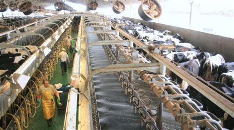 Shamrock Farms Dairy Tour - Experience Arizona