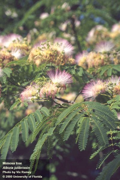 Invasive Species of the Day Series (March 9th): Mimosa Tree & Eurasian Water Milfoil | Panhandle ...