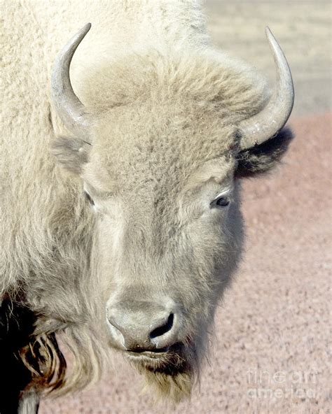 White Buffalo Photograph by Rodney Cammauf - Pixels