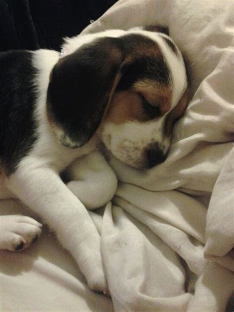 Beagle puppy sleeping. | Cute dogs, Baby animals, Beagle puppy