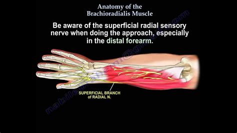 Anatomy Of The Brachioradialis Muscle - Everything You Need To Know ...