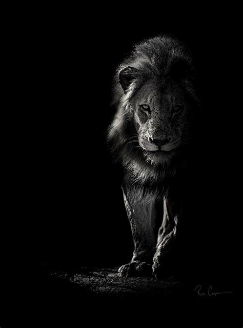 Ross Couper Photography | WILDLIFE IN BLACK AND WHITE | Black and white ...