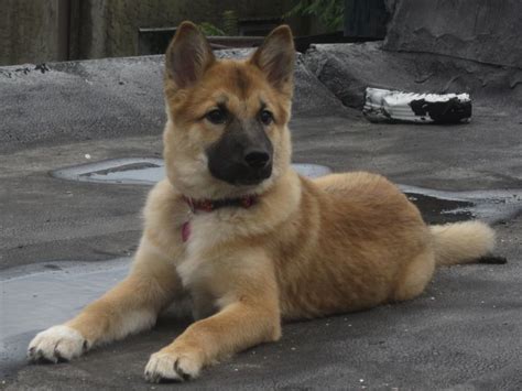 Gallery For > Shiba Inu German Shepherd Mix | Shepherd mix puppies ...