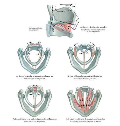 Action of Intrinsic Muscles of Larynx Anatomy Cricothyroid joint (pivot ...