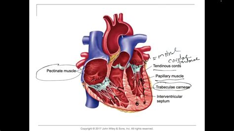 Pectinate Muscles