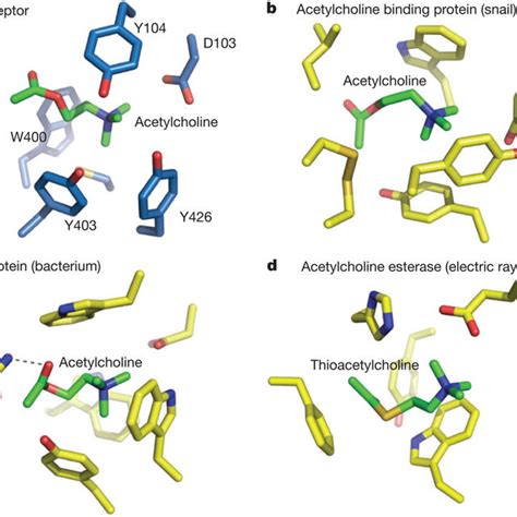 (PDF) Structure of the human M2 muscarinic acetylcholine receptor bound ...