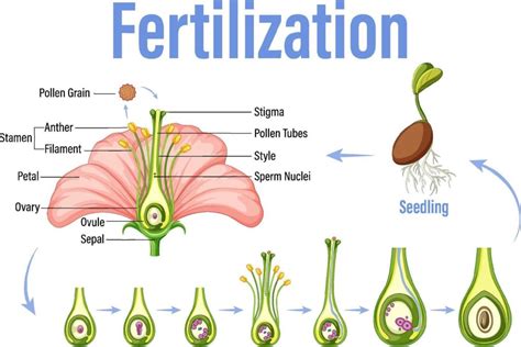 Fertilization in Plants- Process and Types - Agriculture Wale