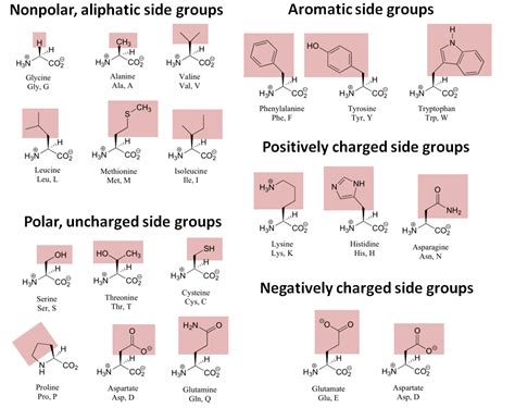 Amino Acids: Chemistry, Biochemistry & Nutrition | Amit Kessel Ph.D