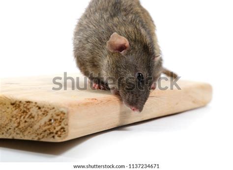 Rat Chewing Wood: Over 92 Royalty-Free Licensable Stock Photos | Shutterstock