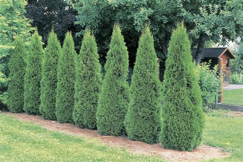 Pruning Arborvitae After Snow Damage - Trimming Tips