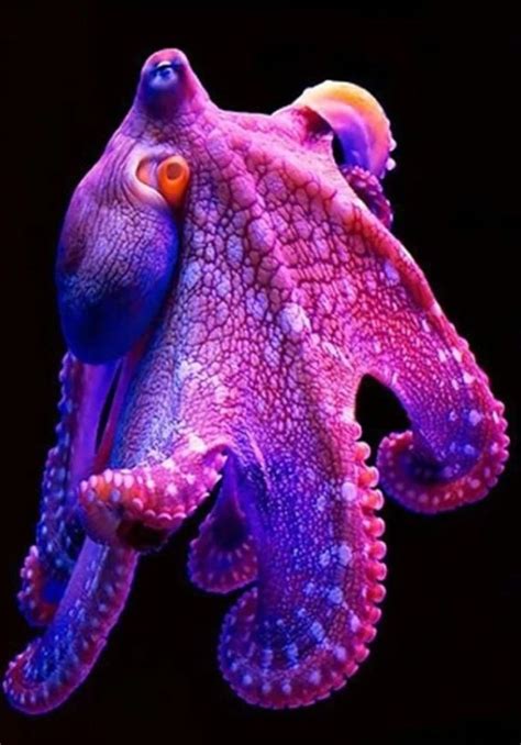 Purple octopus | Tiefsee wesen, Schöne meerestiere, Meerestiere