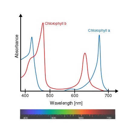 Chlorophyll b - Wikipedia