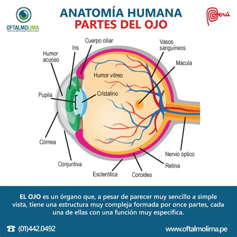 Anatomia Del Ojo Humano | Images and Photos finder