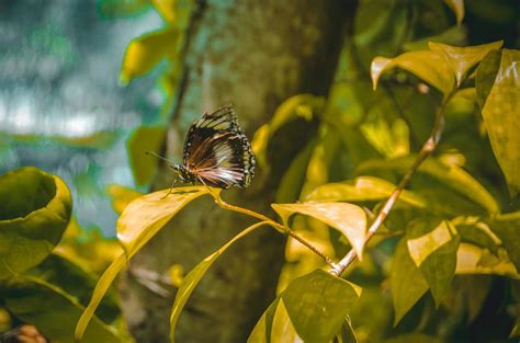 Butterfly Garden Bantayan Island 1901606 Stock Photo at Vecteezy