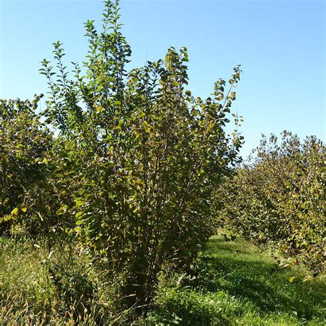 American Hazelnut Shrubs for Sale at Arbor Day's Online Tree Nursery - Arbor Day Foundation