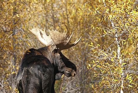 2022-Bull Moose-2 Photograph by Jean Clark - Fine Art America