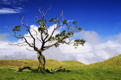 Hawaii Koa Tree by Ali ONeal - Printscapes