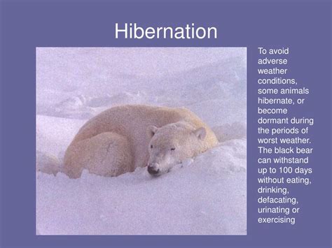 PPT - Polar Bear Adaptations PowerPoint Presentation - ID:144962