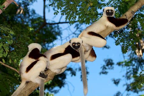 Zoboomafoo's Sifaka Cousins in Madagascar – Lemur Conservation Network