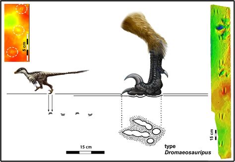 Smallest known raptor tracks discovered - CU Denver News