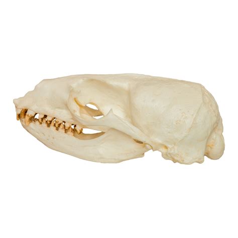 Replica California Sea Lion Skull (Female) For Sale – Skulls Unlimited ...