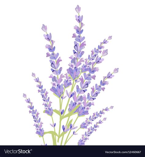 Lavender Flower Border - e-nunix-matematica