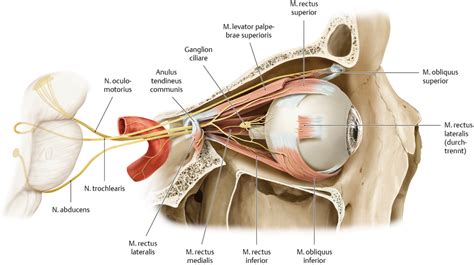 Where Is Ganglion Ciliare Located - Margaret Greene Kapsels