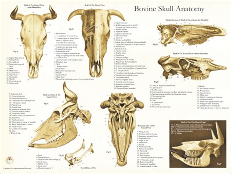 Skull Anatomy of the Cow Poster