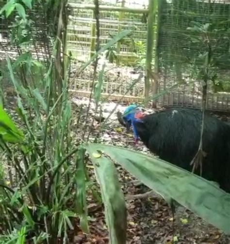 Cassowary?? : r/birding