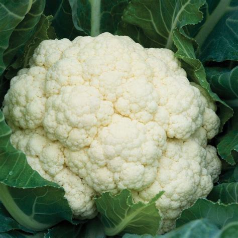 Amazing - Cauliflower Seed - Aeseeds