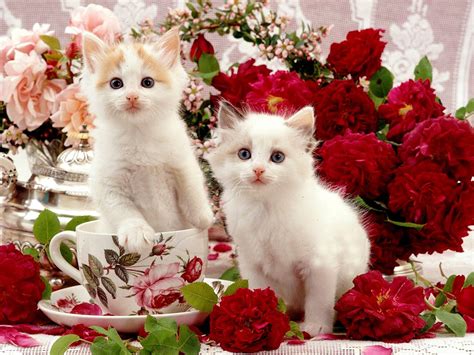 Download Beautiful Cats In Table With Flowers Wallpaper | Wallpapers.com