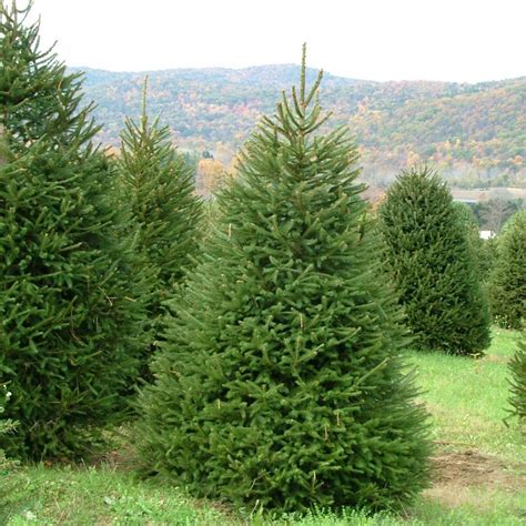 NORWAY SPRUCE Picea Abies - 30 SEEDS