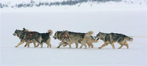 How Many Dogs Make Up A Sled Team