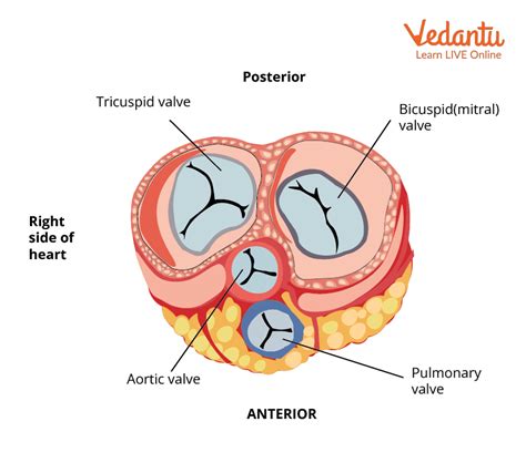 AV Valves and Semilunar Valves |Learn Important Terms and Concepts