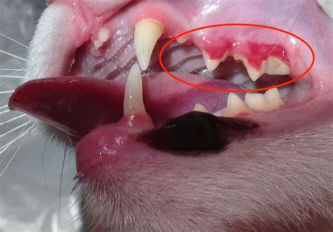 Tooth Resorption Cats Veterinary Partner - Cat Meme Stock Pictures and ...
