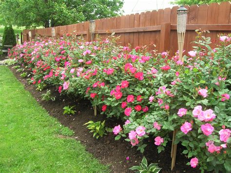 How Far Apart To Plant Laurel Hedge