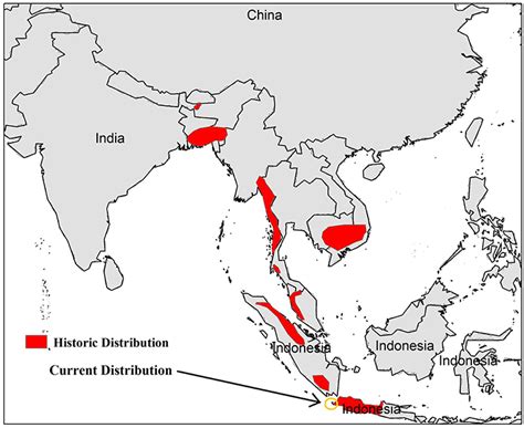 The Mysterious Case of the Disappearing Javan Rhino: Using Clues From ...