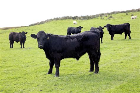 LOOK: Welsh Black cattle at Hafod Ifan - North Wales Live