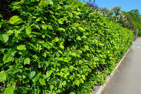 Fagus Sylvatica | European Beech Hedge | InstantHedge