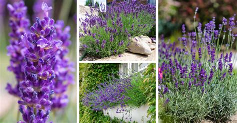 Lavender Care – How to Plant, Grow and Help Them Thrive