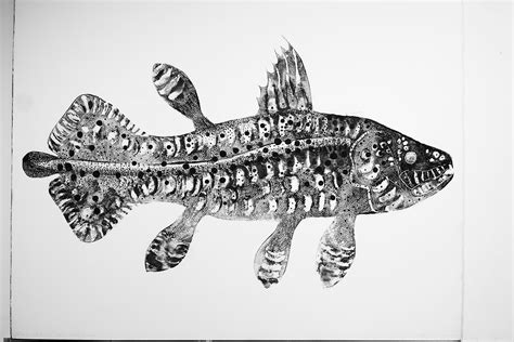 Stuart Mackenzie RSA, Species Morphology / Coelacanth Evolution 3 ...