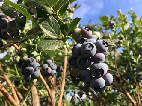 Planting Blueberries - Blueberry.org