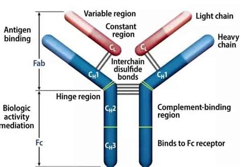 Structure Of Immunoglobulin - New