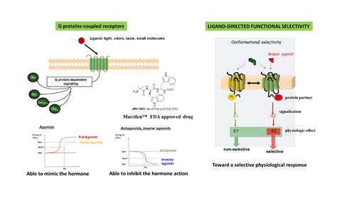 Design of GPCR ligands – IBMM Peptide team