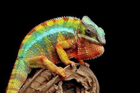 The 25 Most Amazing Types of Lizards (Names, Photos and More) - Outforia