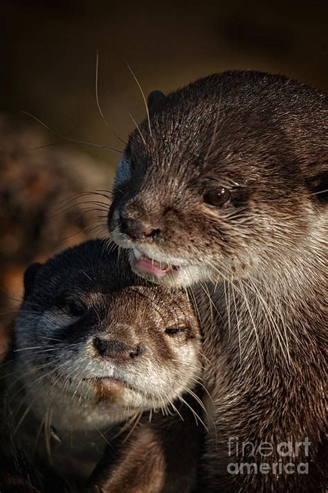 Mum And Baby Otter Photograph by Rawshutterbug