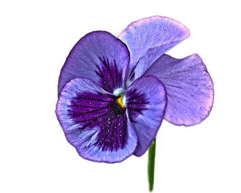 Violet Flower Png - PNG Image Collection