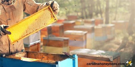 Harvesting Honey (From Hive to Table) - Carolina Honeybees