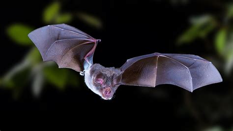 Close relatives of the coronavirus may have been in bats for decades