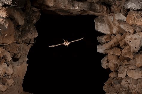 The Nocturnal World Of Bats: Echolocation And Hunting Techniques ...